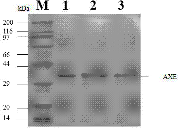 Acetylxylan esterase and application thereof