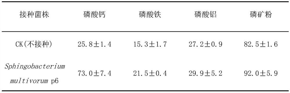 Sphingobacterium multivorium and application thereof