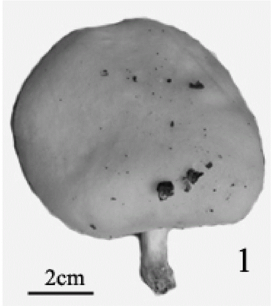 A kind of soilless culture method of odes mushroom