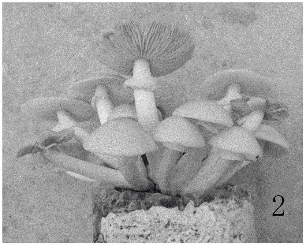 A kind of soilless culture method of odes mushroom