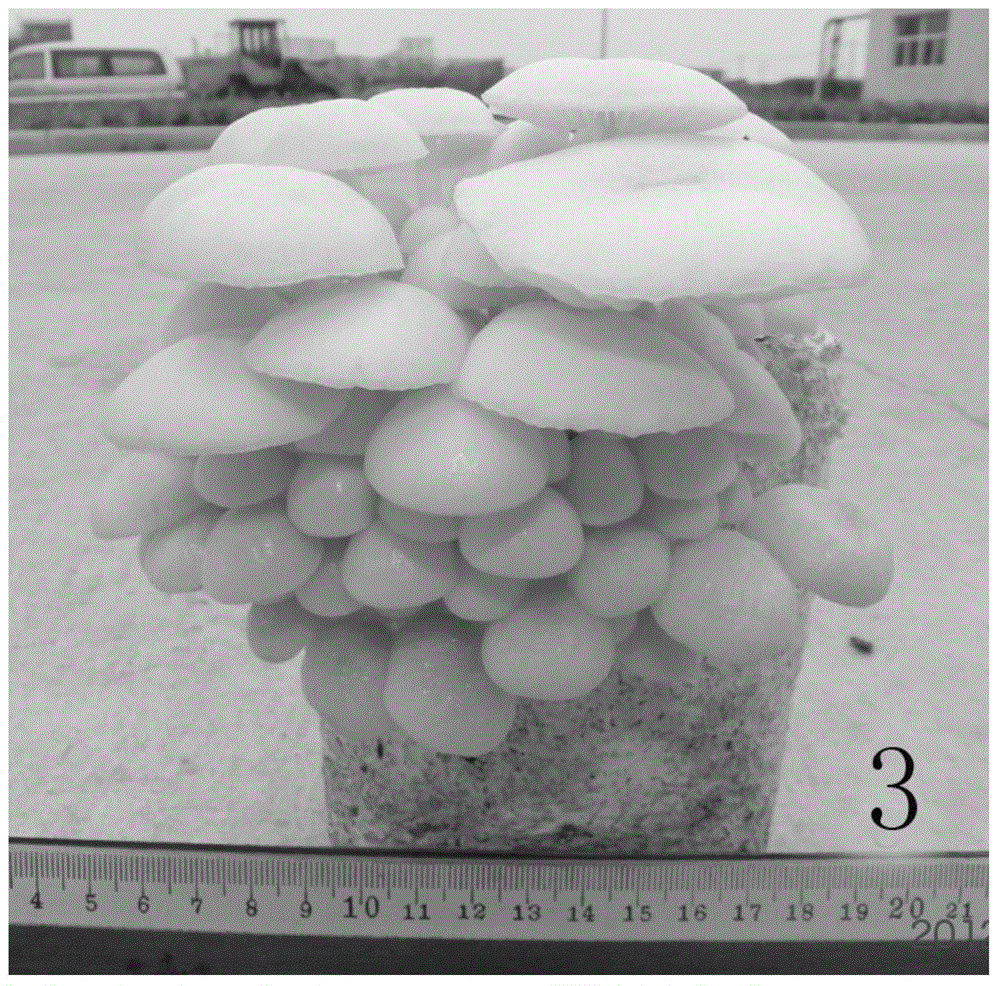 A kind of soilless culture method of odes mushroom