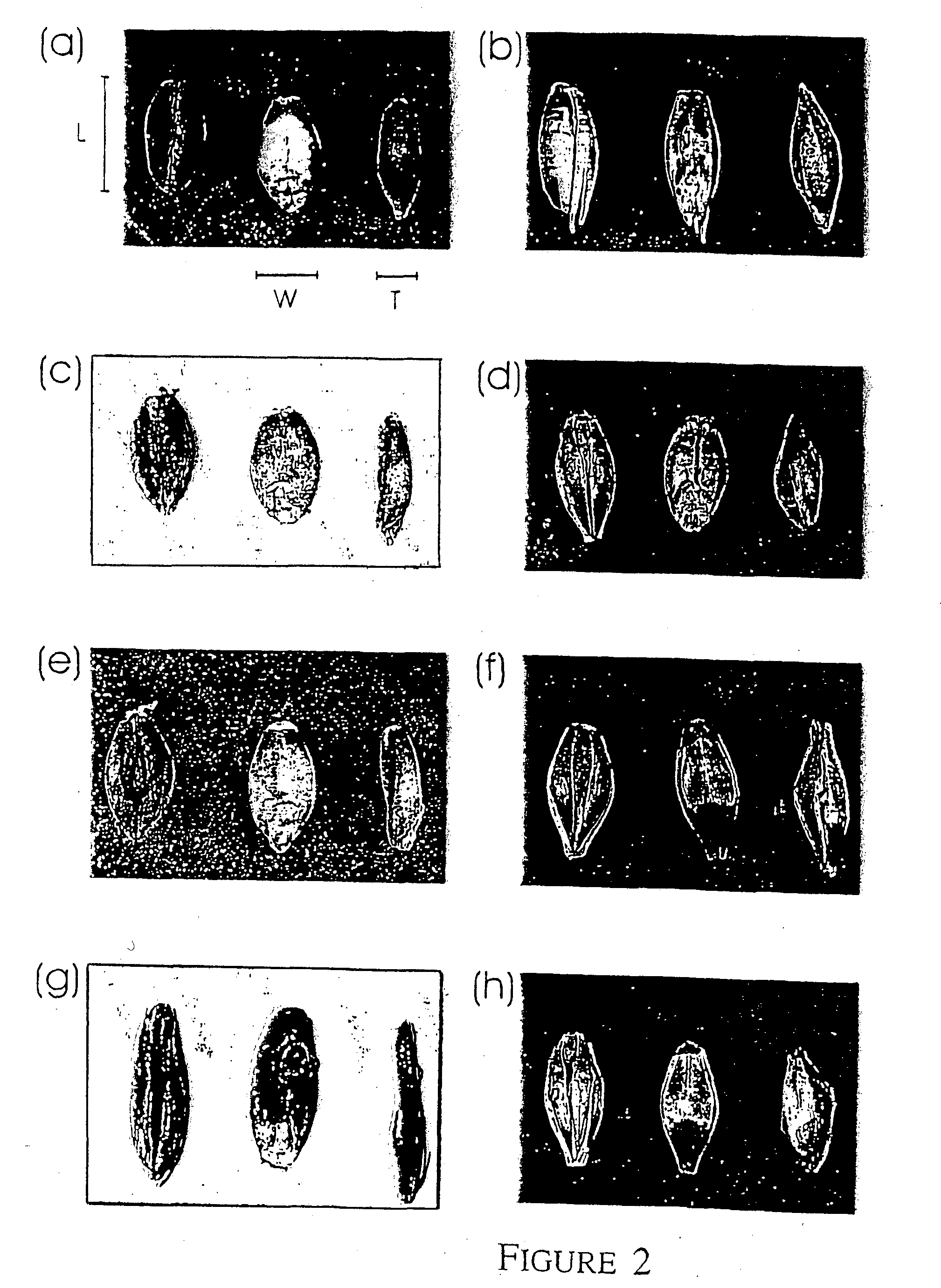 Barely with reduced SSII activity and starch and starch containing products with a reduced amylopectin content