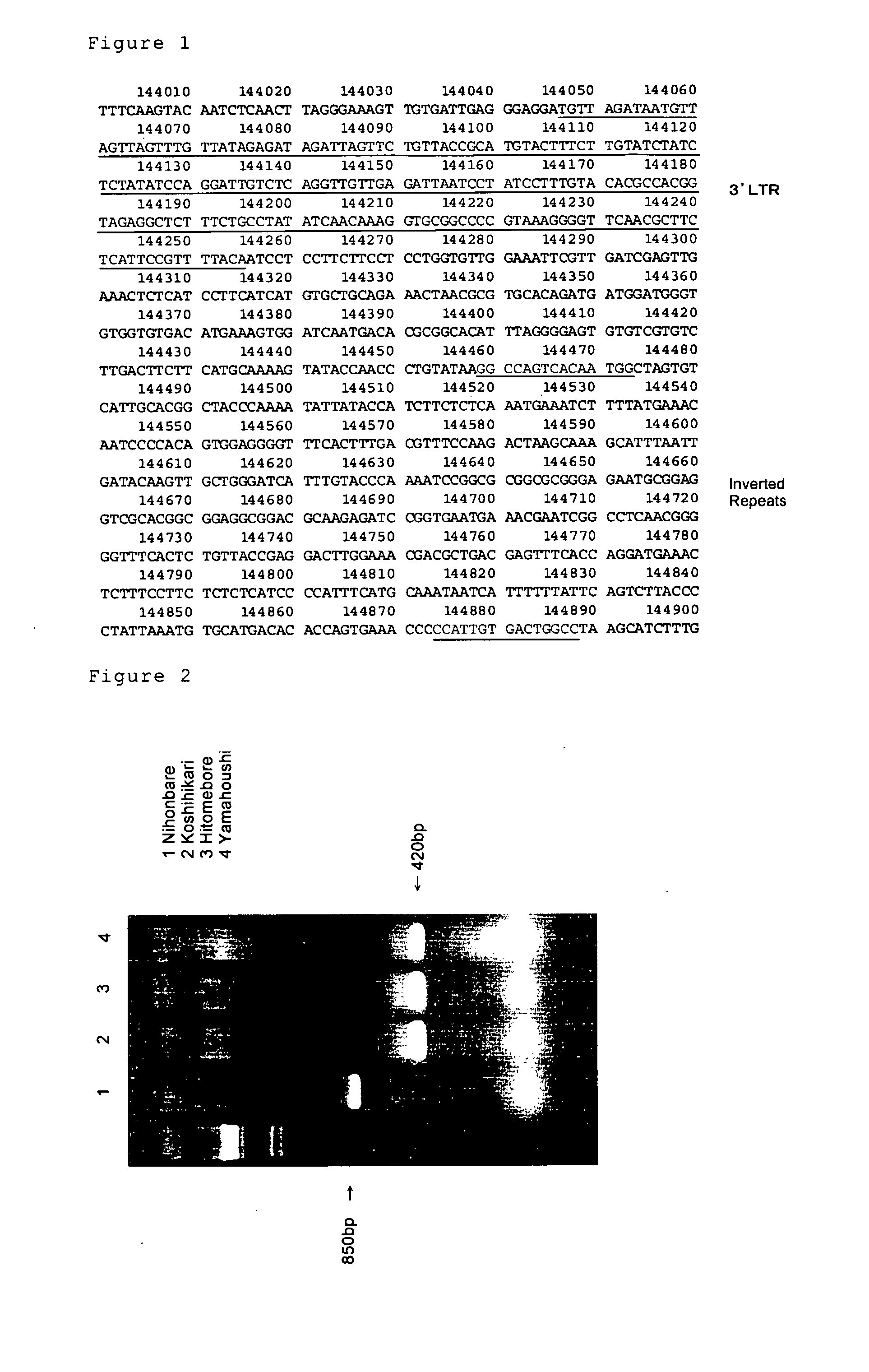 Rice transposon genes