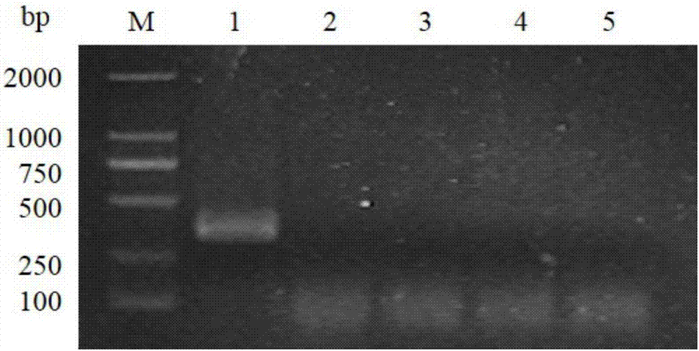 Method of detecting tomato yellow leaf curl virus based on RPA (recombinase polymerase amplification)