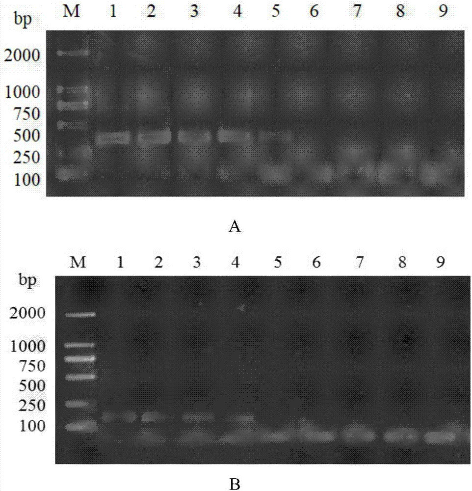 Method of detecting tomato yellow leaf curl virus based on RPA (recombinase polymerase amplification)