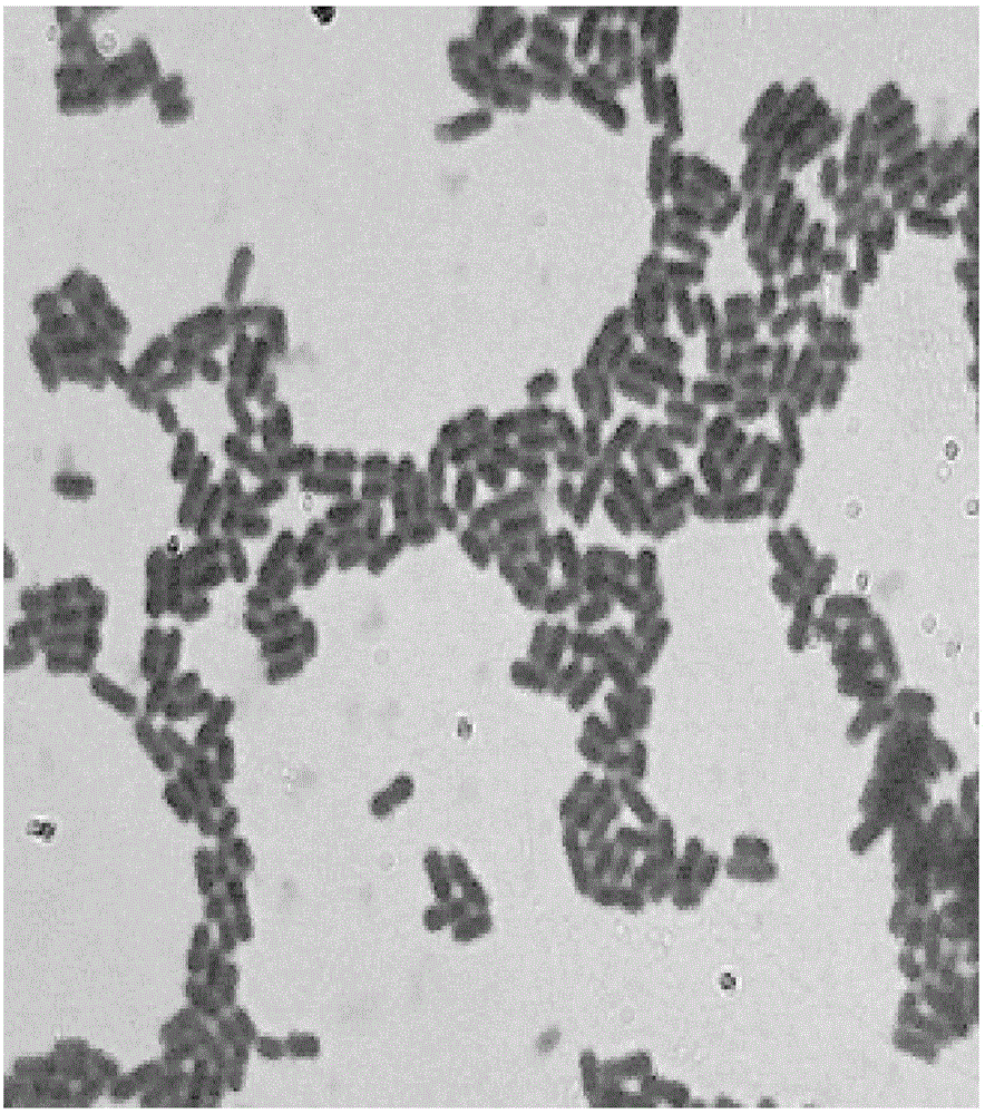 High-diacetyl-yield Lactobacillus plantarum strain and application thereof