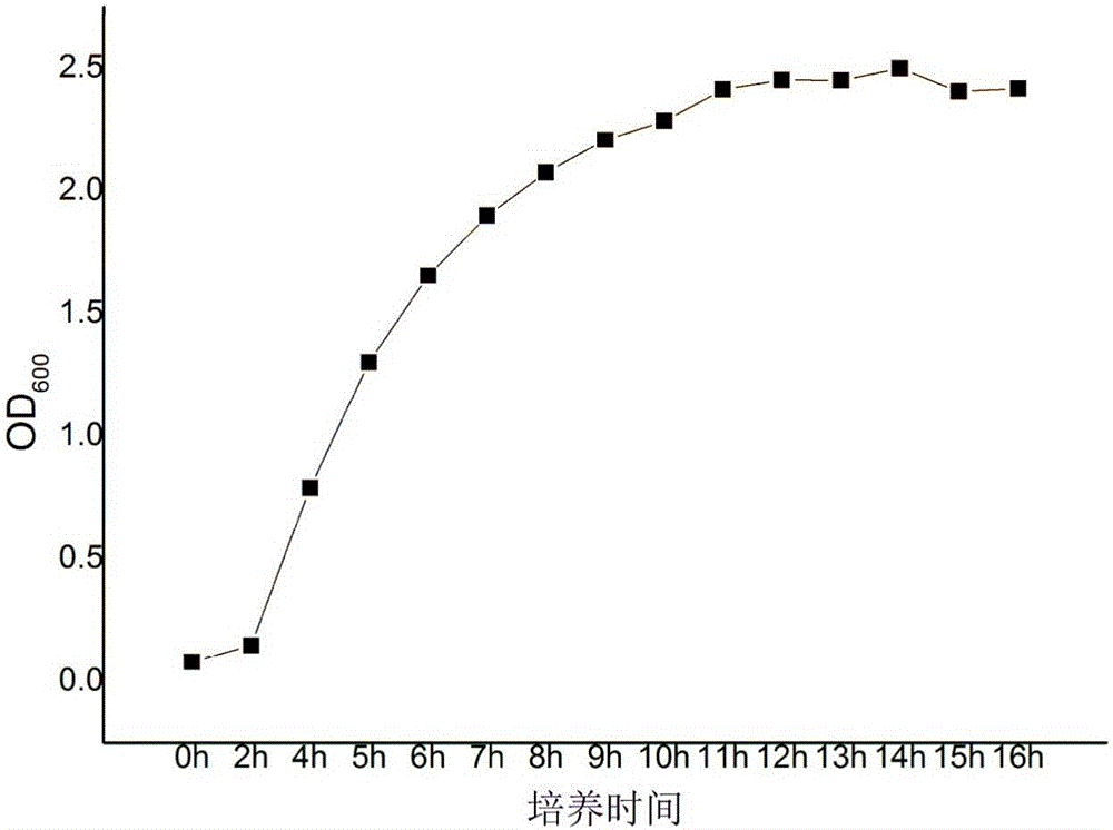 High-diacetyl-yield Lactobacillus plantarum strain and application thereof