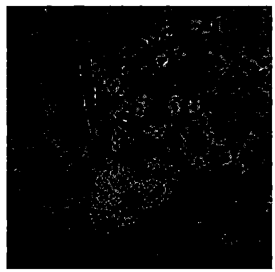 Serratia liquefaciens A13 as well as fermentation culture method and application thereof