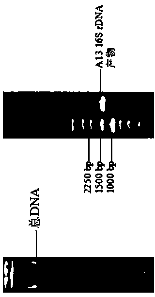 Serratia liquefaciens A13 as well as fermentation culture method and application thereof