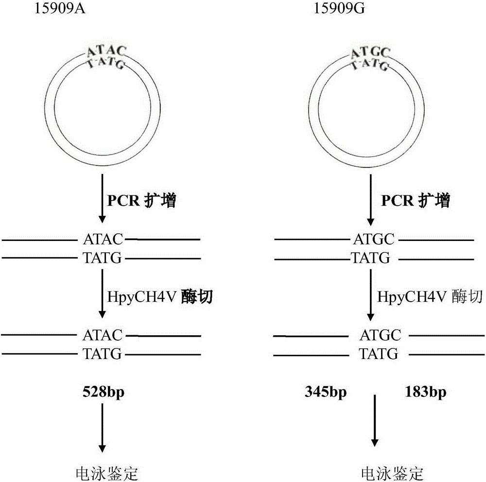 Mitochondrion tRNA (transfer ribonucleic acid)&lt;Thr&gt; 15909A&gt;G mutation detection method and kit thereof