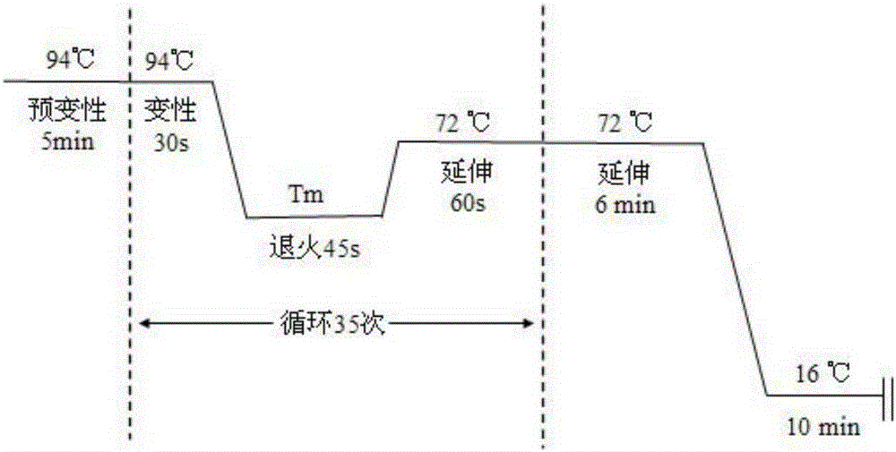 Mitochondrion tRNA (transfer ribonucleic acid)&lt;Thr&gt; 15909A&gt;G mutation detection method and kit thereof