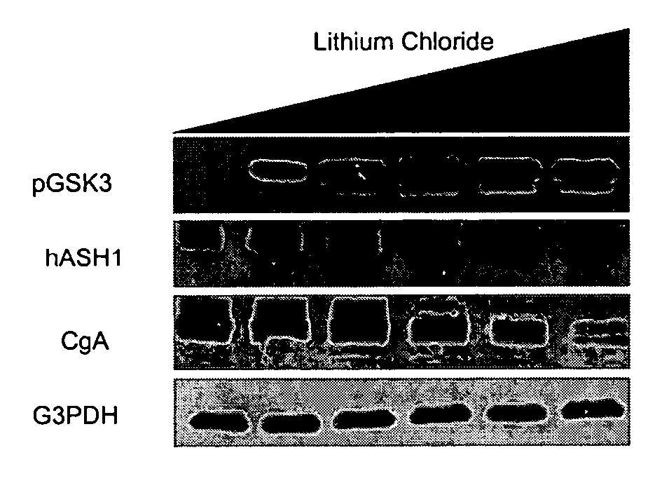 Compositions and methods for treating neuroendocrine tumors