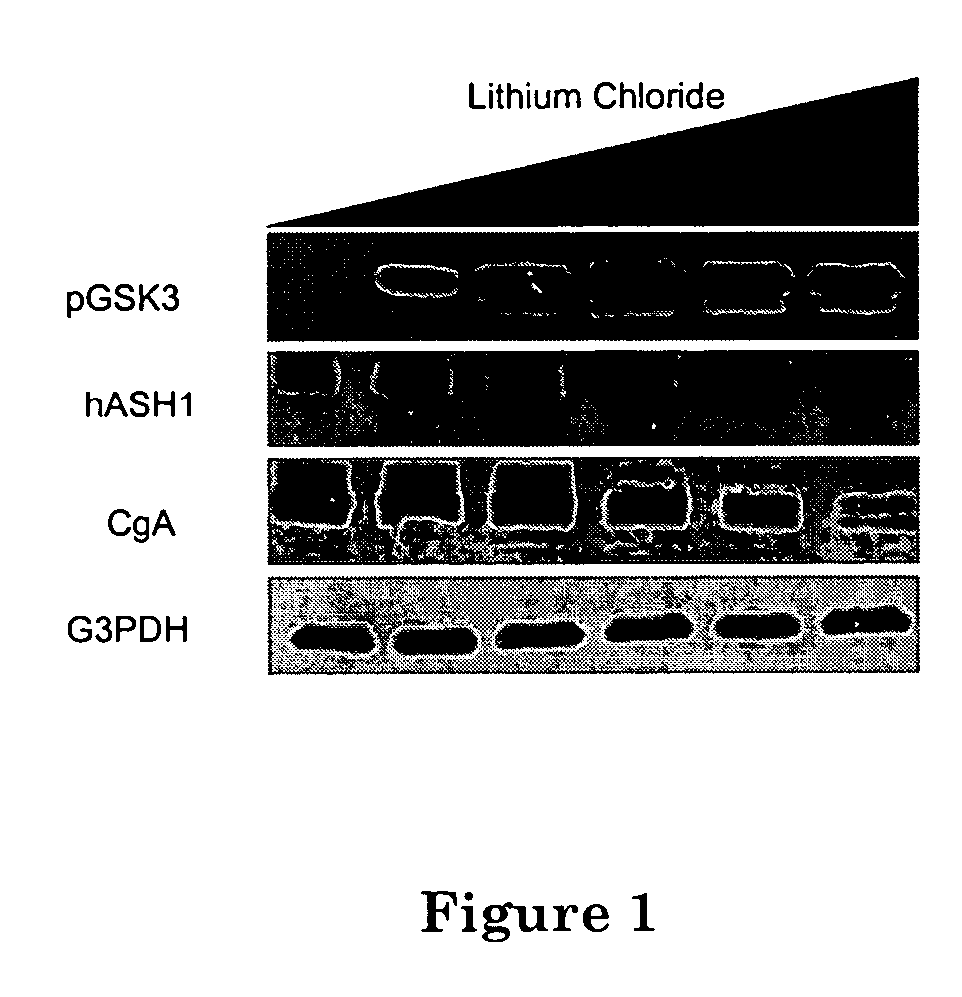 Compositions and methods for treating neuroendocrine tumors