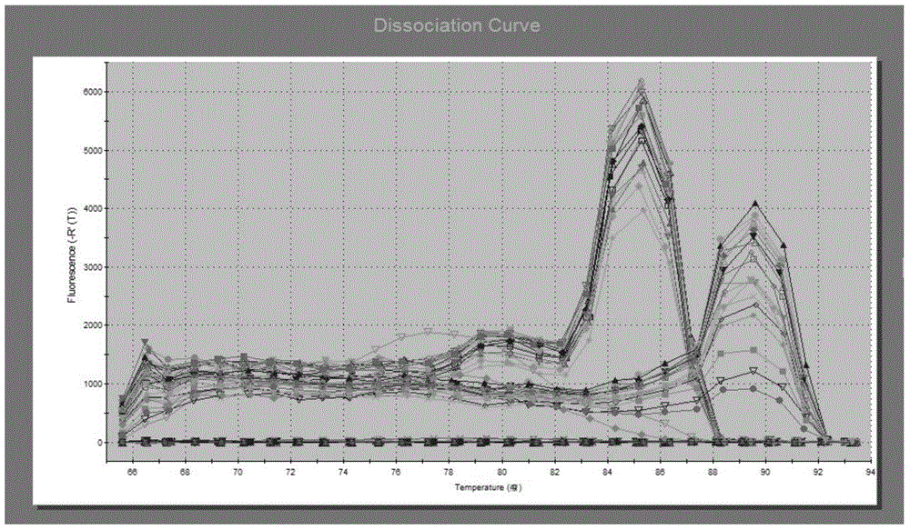 Application of AMF (amifostine) in tumors with high Cyclin D1 expression