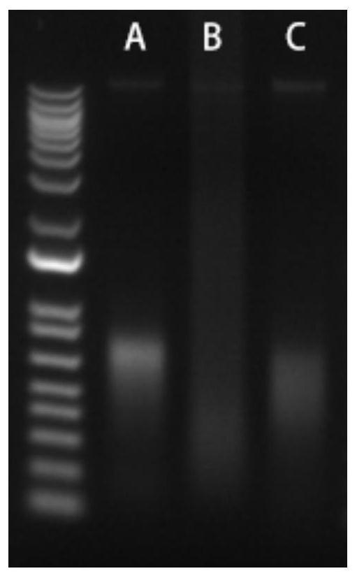 Preserved lysate and sample nucleic acid rapid extraction method based on same