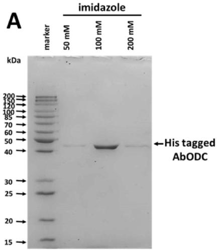 Application of atropa-belladonna ornithine decarboxylase to cultivating high-yield hyoscyamine and anisodamine atropa-belladonna varieties