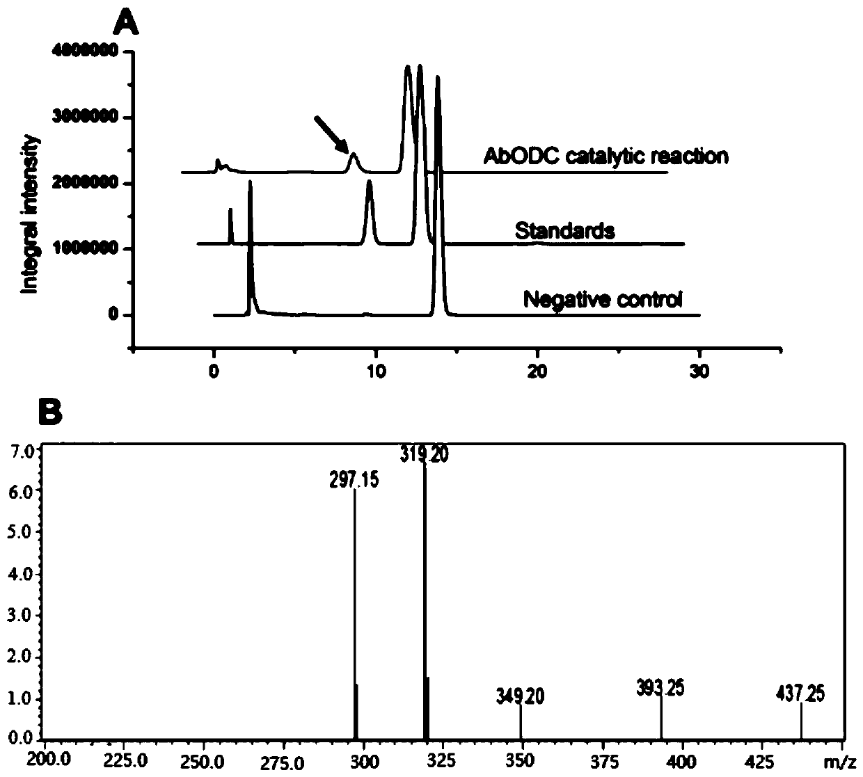 Application of atropa-belladonna ornithine decarboxylase to cultivating high-yield hyoscyamine and anisodamine atropa-belladonna varieties