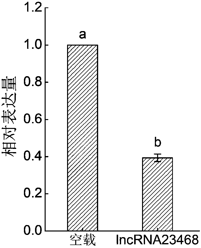 Long-chain non-coding RNA-lncRNA23468 of tomatoes, cloning method and application method thereof