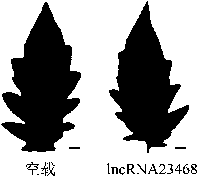 Long-chain non-coding RNA-lncRNA23468 of tomatoes, cloning method and application method thereof