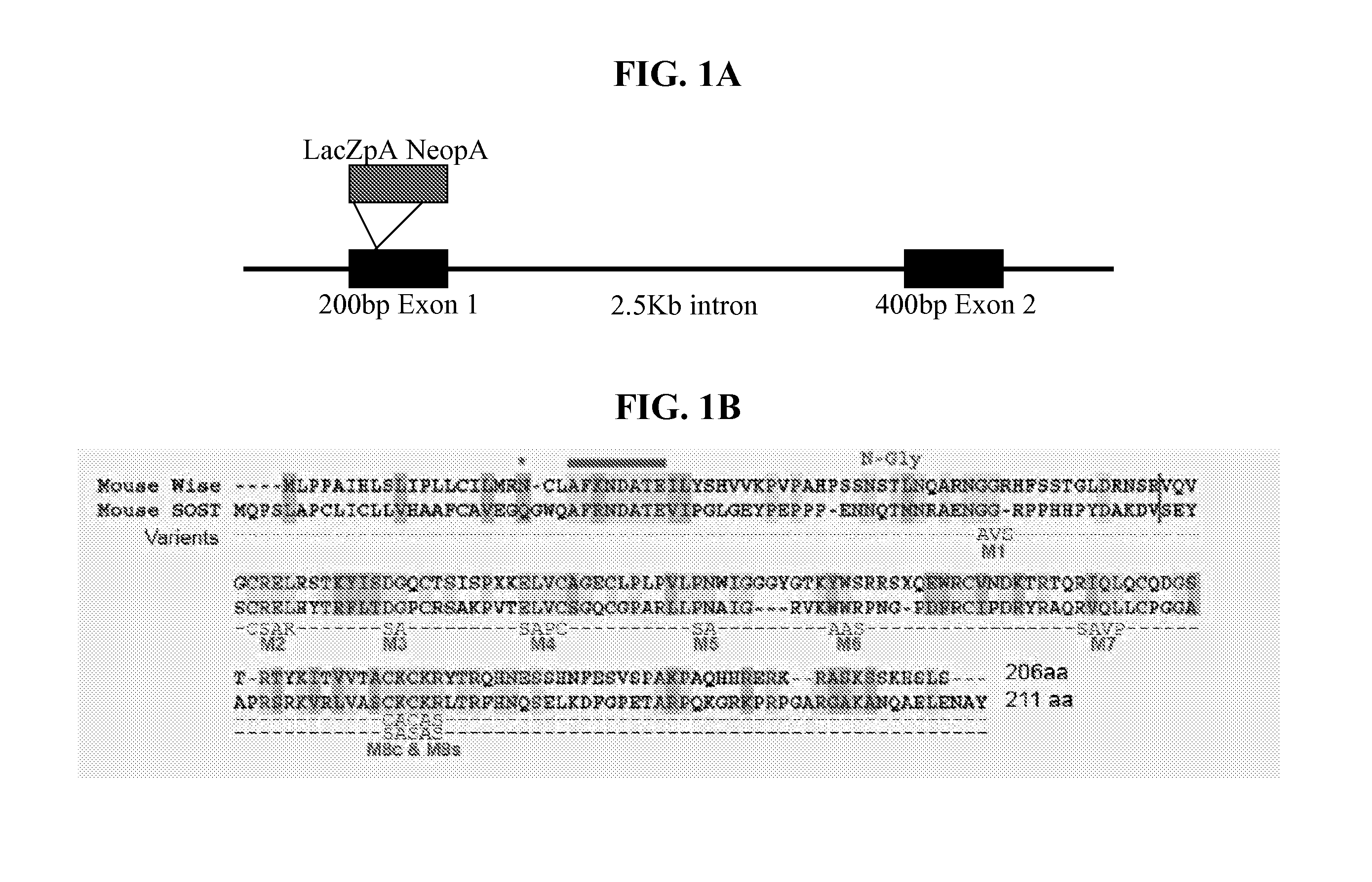 Peptides for treatment and diagnosis of bone diseases