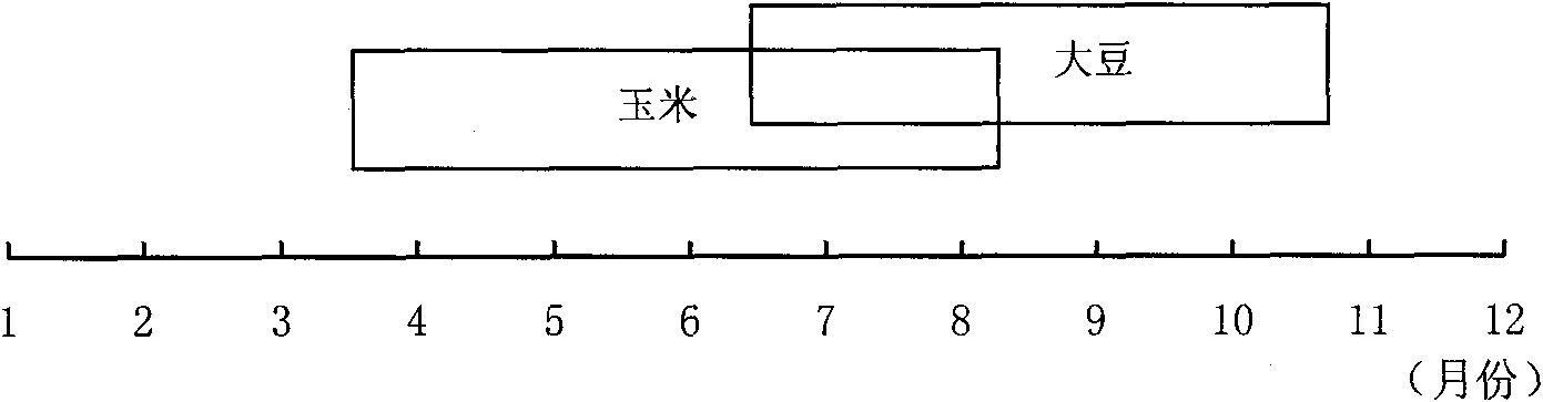 Method for cultivating soybeans and maize by utilizing spatiotemporal dislocation