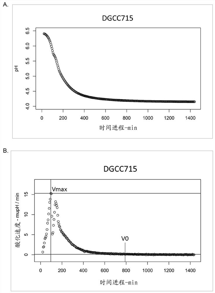 New lactic acid bacteria