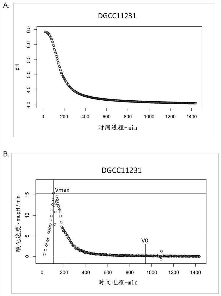 New lactic acid bacteria