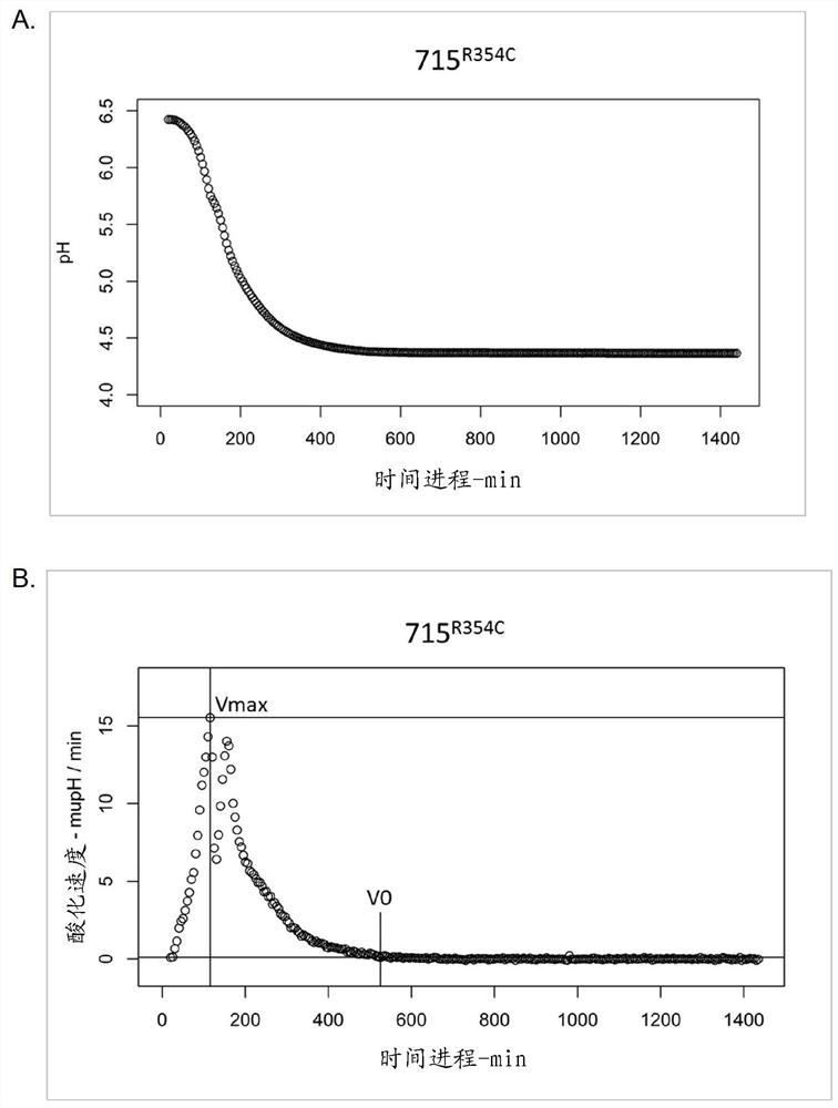 New lactic acid bacteria