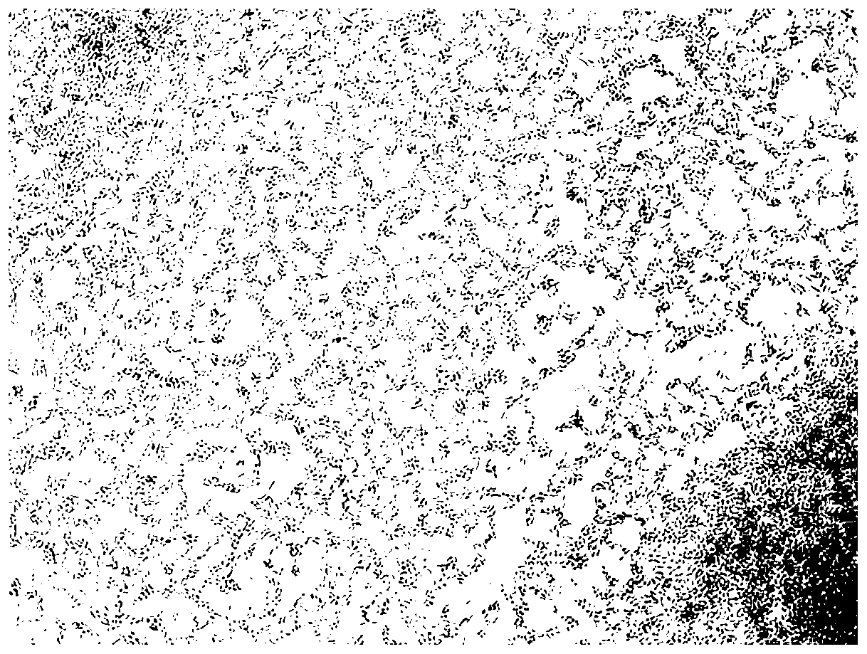 Heavy metal resistant bacteria and application thereof