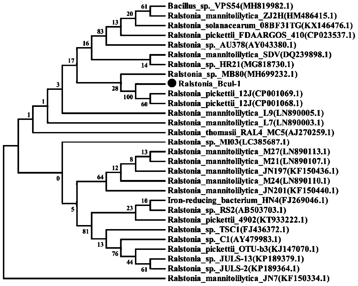 Heavy metal resistant bacteria and application thereof