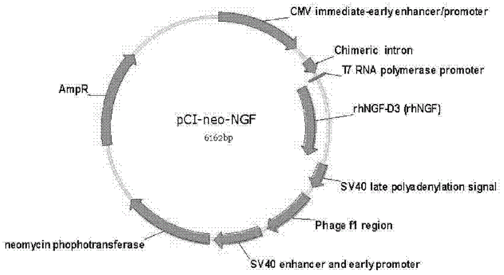 Recombinant human nerve growth factor deletion mutant, its preparation method and application