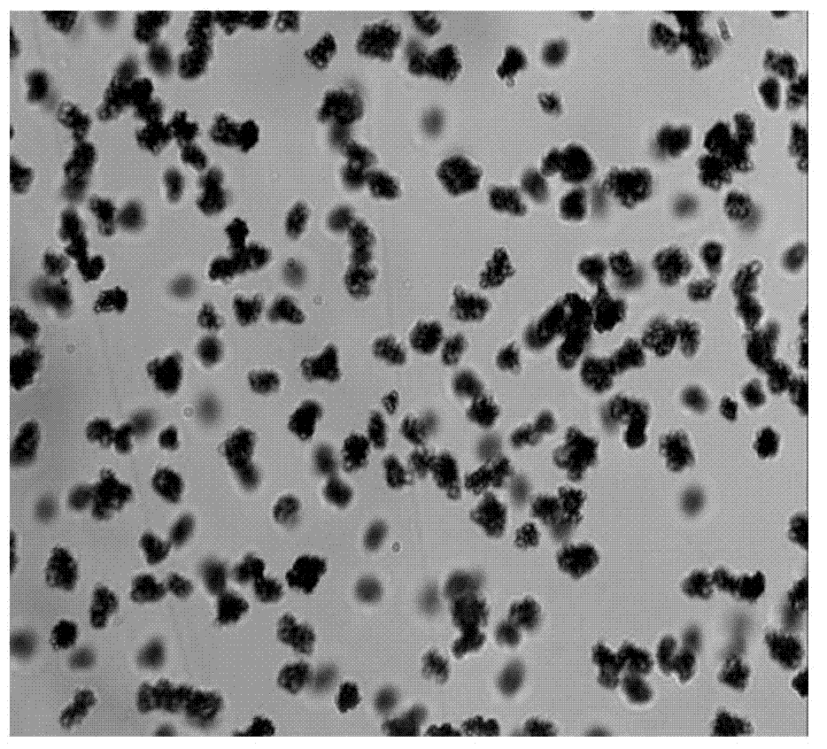 Method for preparing chemical carbon powder by coagulation on basis of modified latex particles and modified pigment emulsion