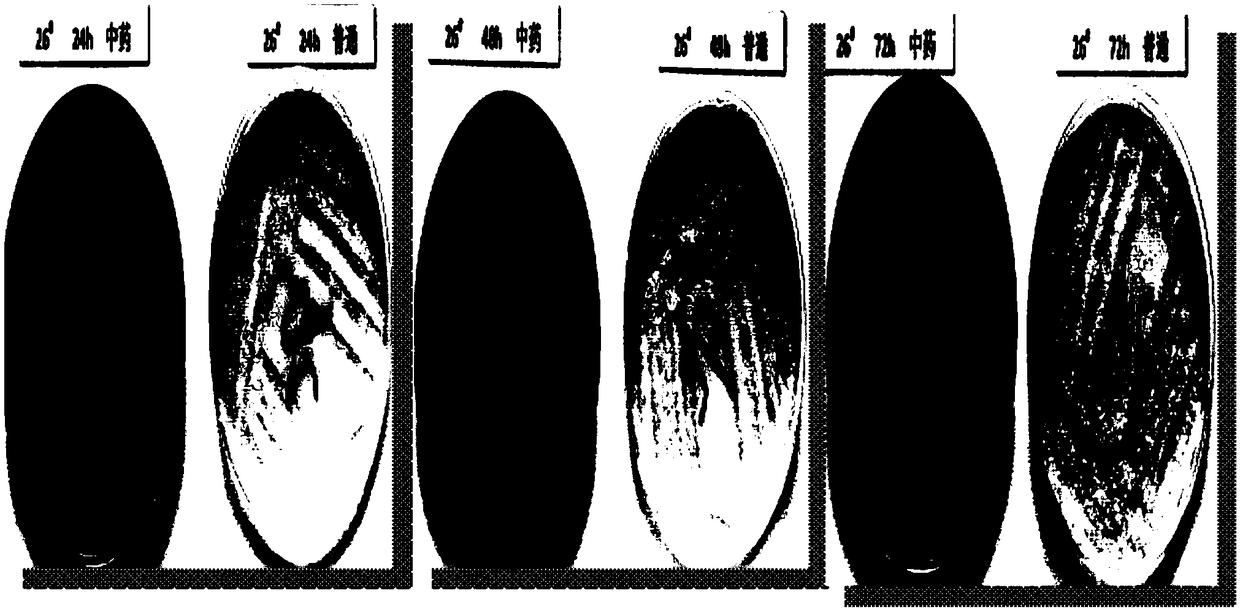 Traditional Chinese medicine composition for oral care of critical patients as well as oral care liquid containing traditional Chinese medicine composition