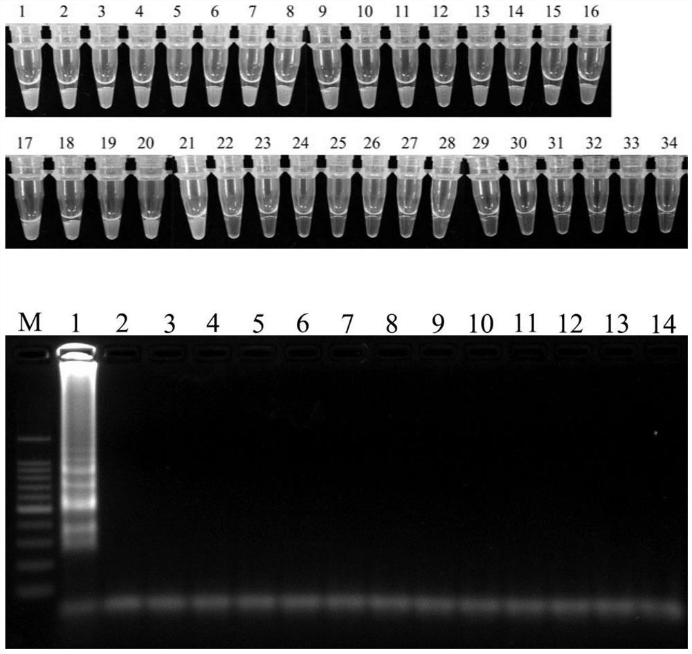 Rapeseed black shank specific sequence and lamp detection primers and application