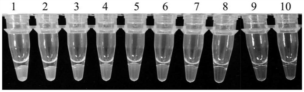 Rapeseed black shank specific sequence and lamp detection primers and application