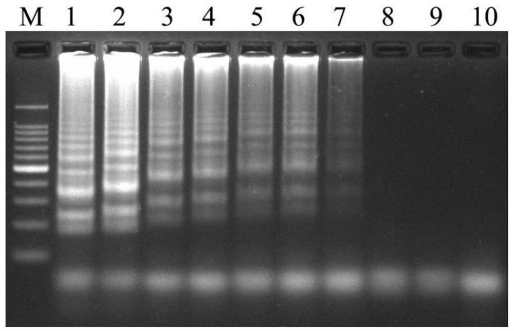 Rapeseed black shank specific sequence and lamp detection primers and application