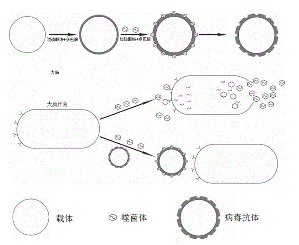 Method for preparing anti-virus molecularly imprinted polymer