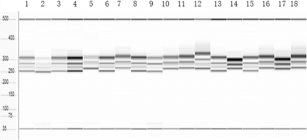 Breeding method of semiprostrate high-yield peanut variety