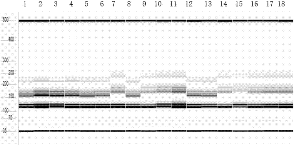 Breeding method of semiprostrate high-yield peanut variety