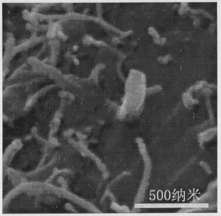 Carbon nano tube/epoxide resin composite material and preparation method thereof