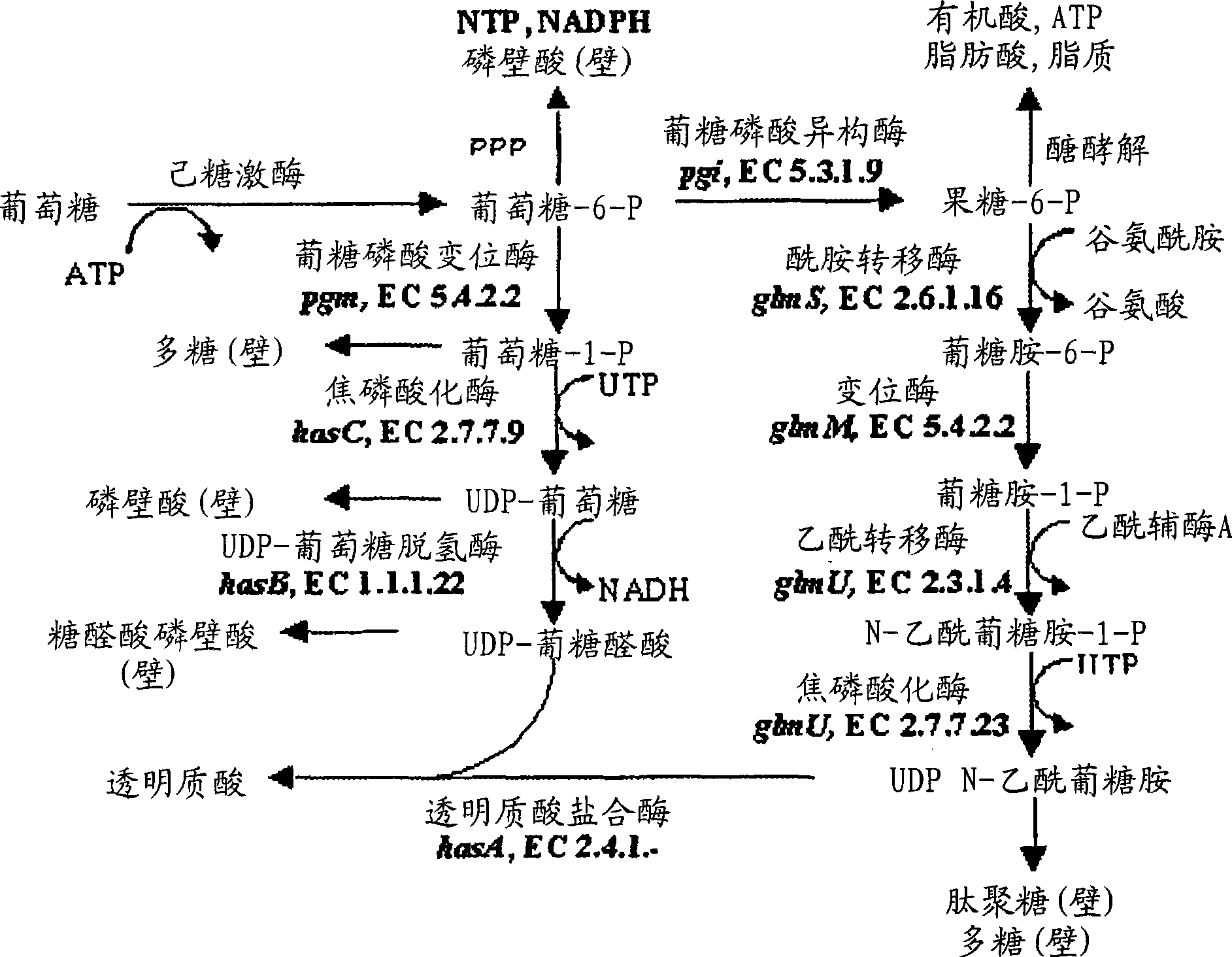 Efficient process for purification of high molecular weight hyaluronic acid