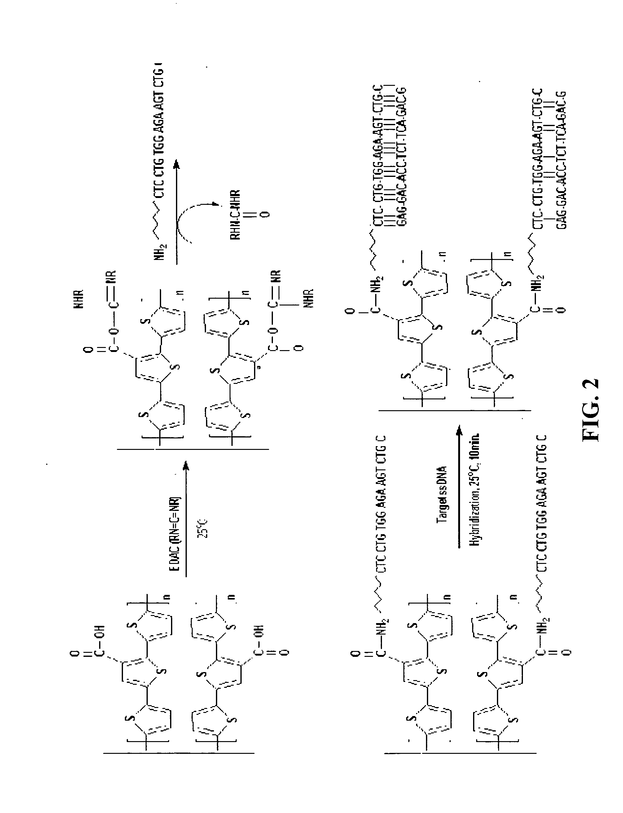 Novel terthiophene-3-carboxylic acid compound and fabricating method thereof, functionalized conductive terthiophene polymer with the compound as a monomer, process for dna hybridizatioon detection using the polymer, and fabricating method of probe dna