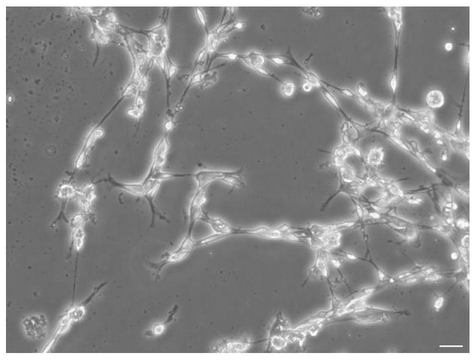 A kind of naked mole rat Schwann cell culture method