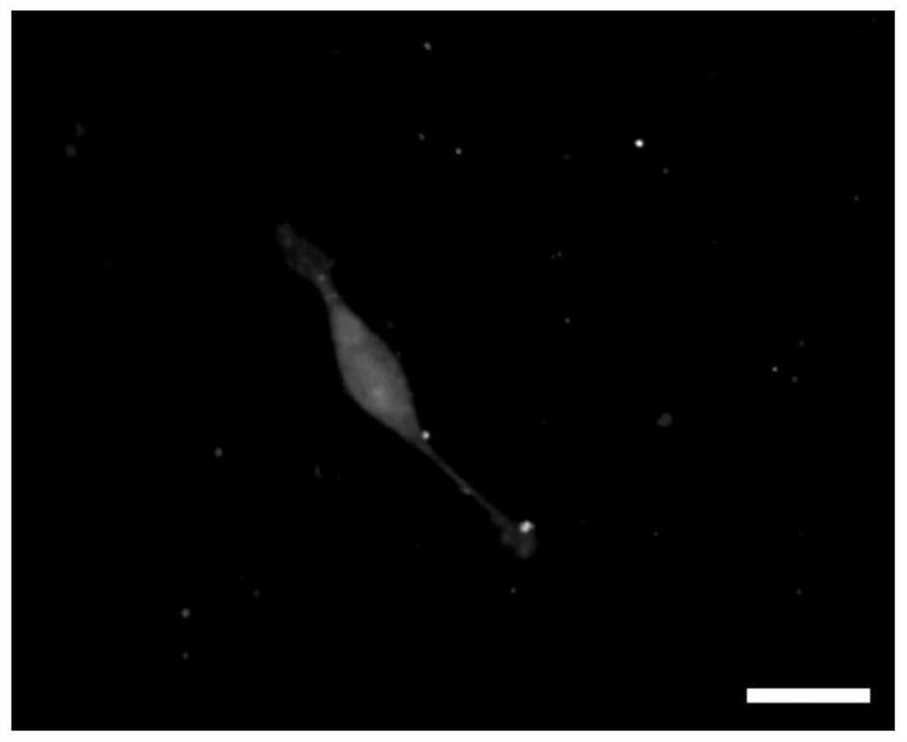 A kind of naked mole rat Schwann cell culture method