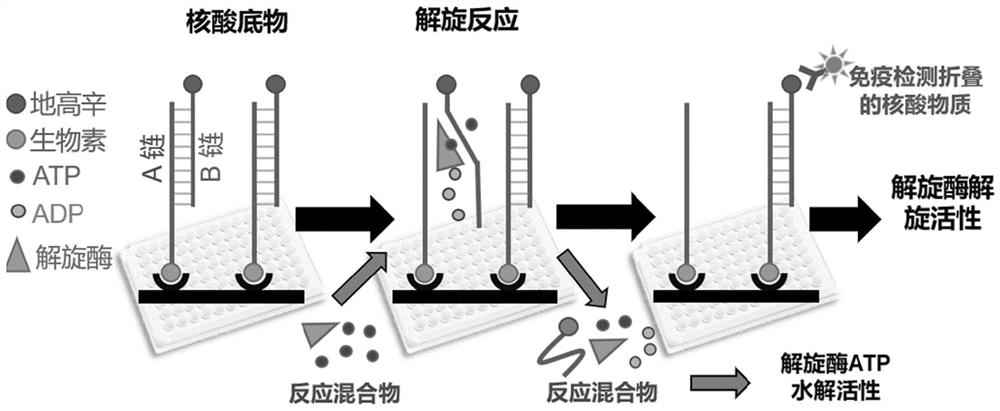 Helicase activity determination method based on double-stranded DNA and application of helicase activity determination method