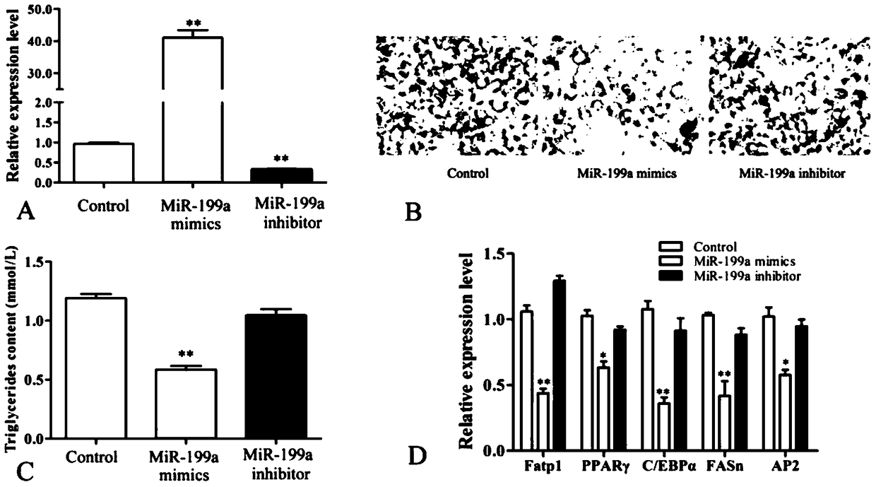 Use of miRNA-199a as an agent to inhibit adipogenic differentiation of myoblasts