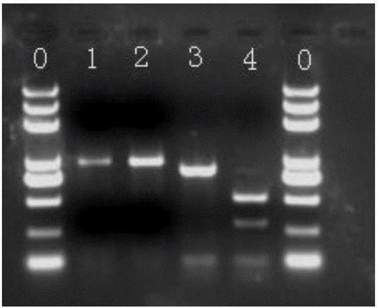 Molecular marker for indicating and identifying character of orange pulp of melon, and primer and application thereof