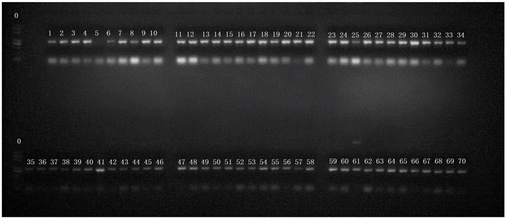 Molecular marker for indicating and identifying character of orange pulp of melon, and primer and application thereof