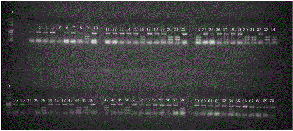 Molecular marker for indicating and identifying character of orange pulp of melon, and primer and application thereof