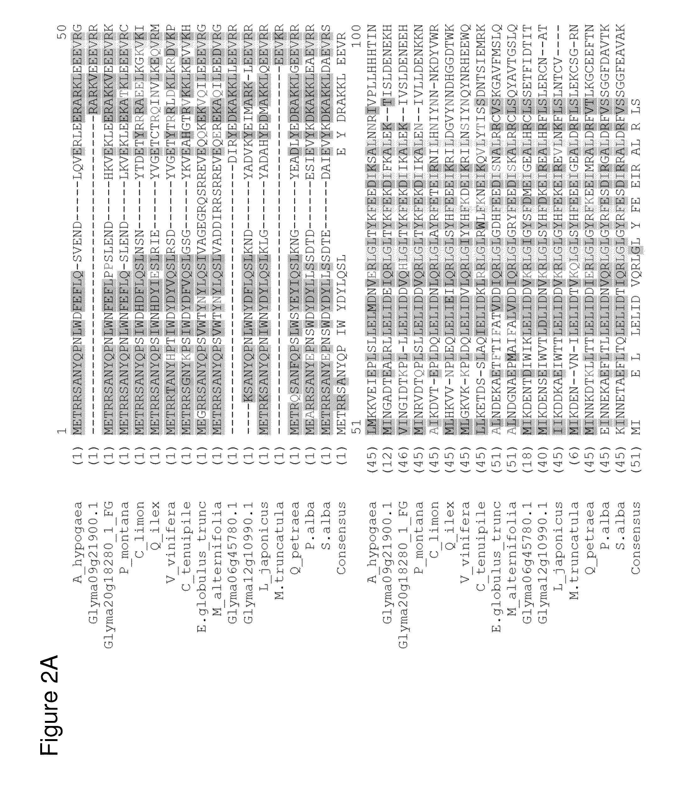 Legume isoprene synthase for production of isoprene